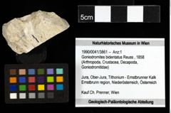 Foto (Objekt + Etiketten) von Goniodromites bidentatus (Reuss, 1858) 